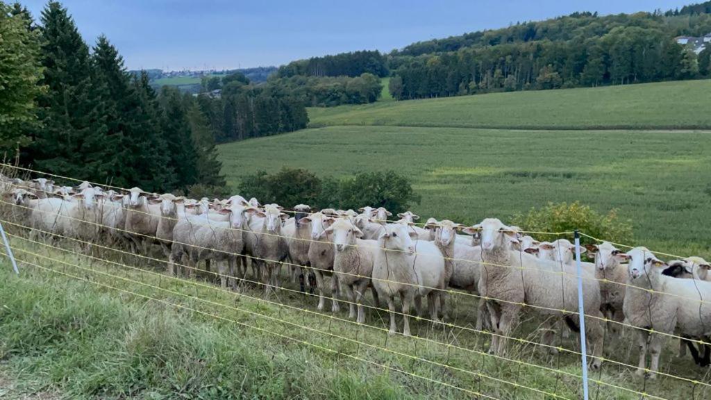 Deine-Eifel-Ferienwohnung Feusdorf Esterno foto